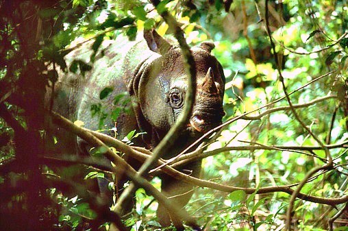 Javan rhinoceros.jpg