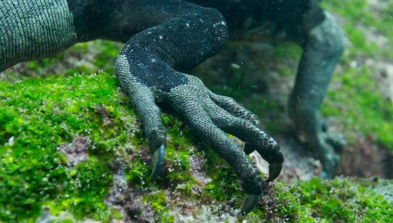 PE2 - Galapagos Marine Iguana - Amblyrhynchus cristatus - 001.jpg
