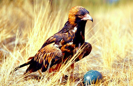 Black-breasted buzzard.jpg