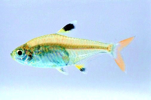 X-ray fish.jpg