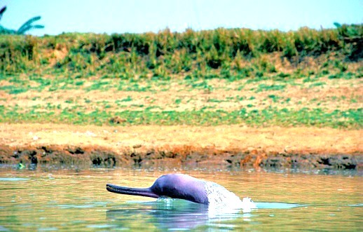 Ganges river dolphin.jpg