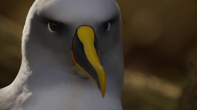 PE2 - Buller's albatross or Buller's mollymawk (Thalassarche bulleri) - 001.jpg
