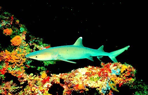 Whitetip reef shark.jpg
