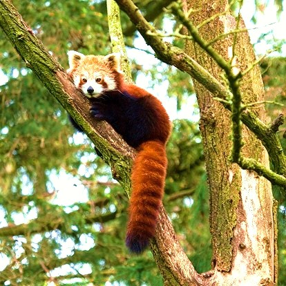 Red panda.jpg