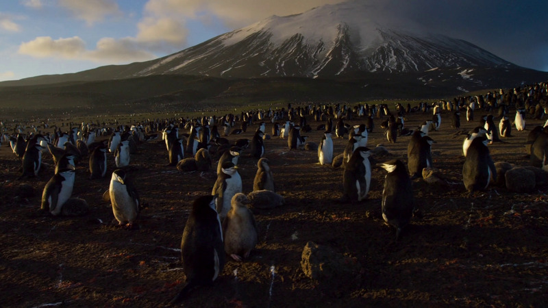 PE2 - chinstrap penguin (Pygoscelis antarcticus) - colonoy of penguins.jpg