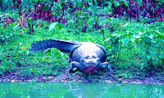 Spectacled caiman.jpg