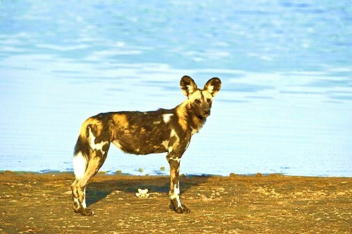 African hunting dog.jpg