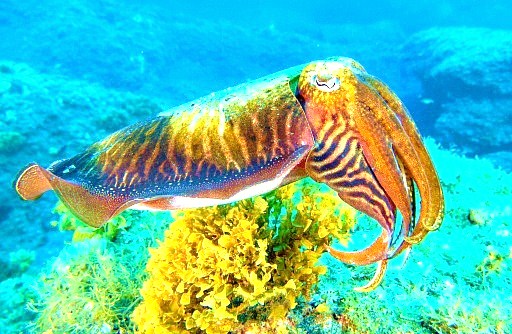 Common cuttlefish.jpg