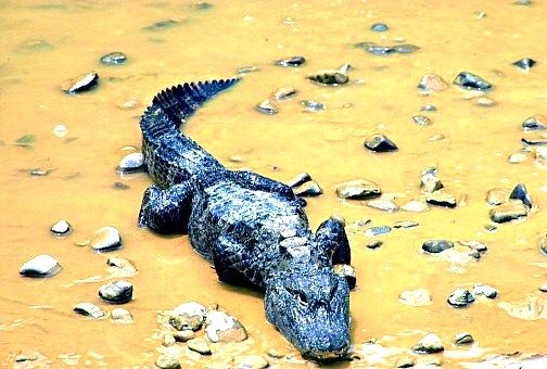 Chinese alligator.jpg