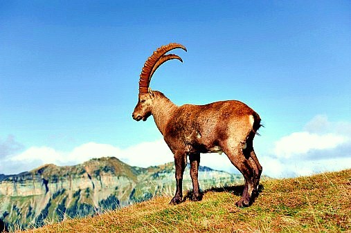 Alpine ibex.jpg