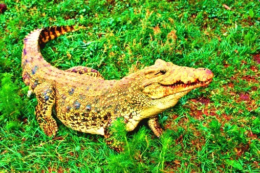 Cuban crocodile.jpg