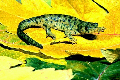 Sharp-ribbed salamander.jpg