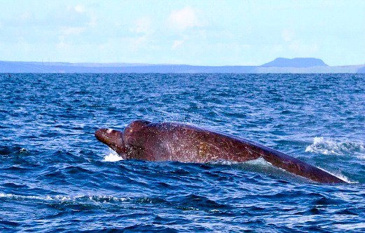 Baird's beaked whale.jpg