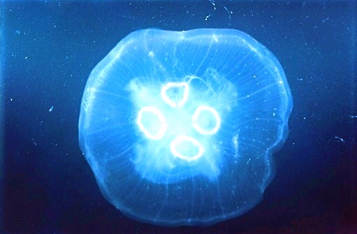 Common jellyfish.jpg