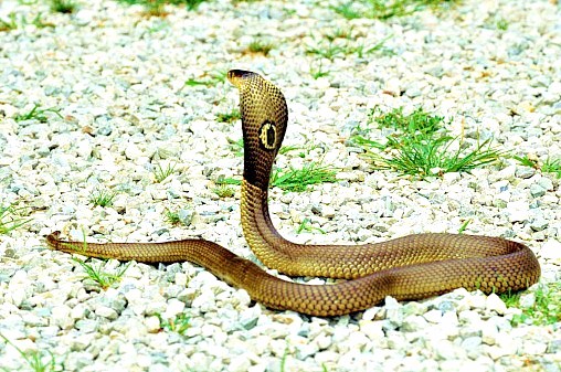 Monocled cobra.jpg
