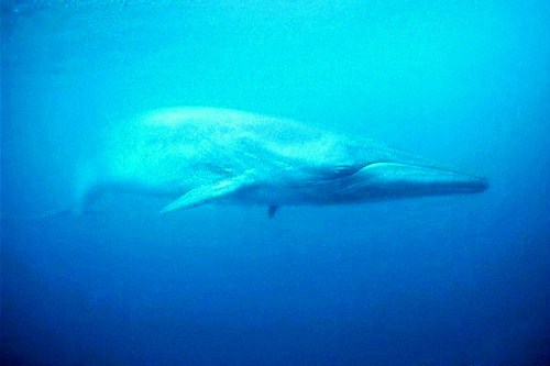 Sei whale.jpg