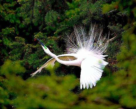 Great white egret.jpg