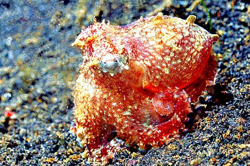 Star-sucker pygmy octopus.jpg