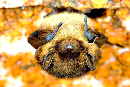 Northern bat.jpg