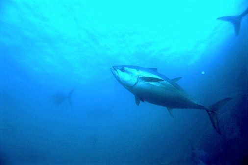Southern bluefin tuna.jpg