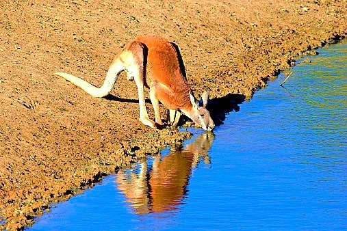 Red kangaroo.jpg