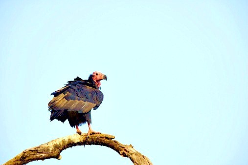 Red-headed vulture.jpg