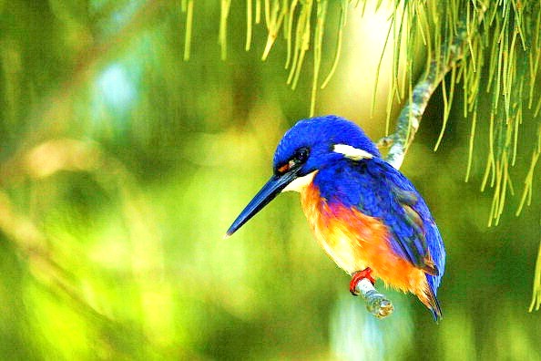 Azure kingfisher.jpg