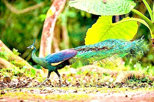 Green peafowl.jpg