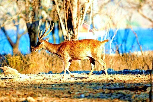 Timor deer.jpg