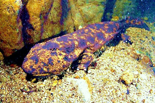 Japanese giant salamander.jpg