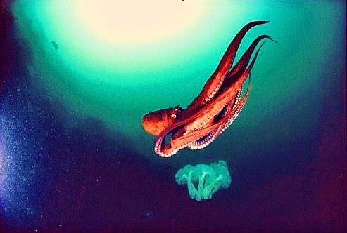Pacific giant octopus.jpg