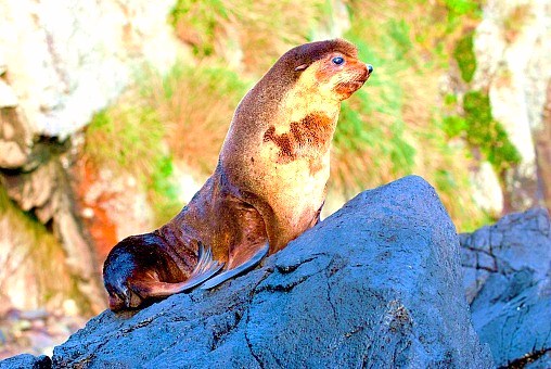 Subantarctic fur seal.jpg