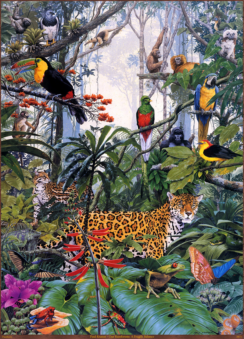 Panthera 0875 Paul Kratter Our Rainforests A Fragile Balance.jpg