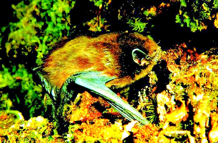 New Zealand long-tailed bat.jpg