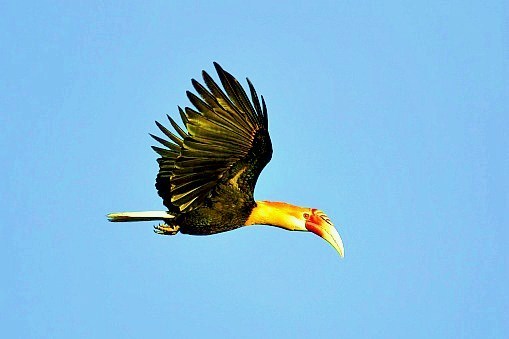 Papuan hornbill.jpg