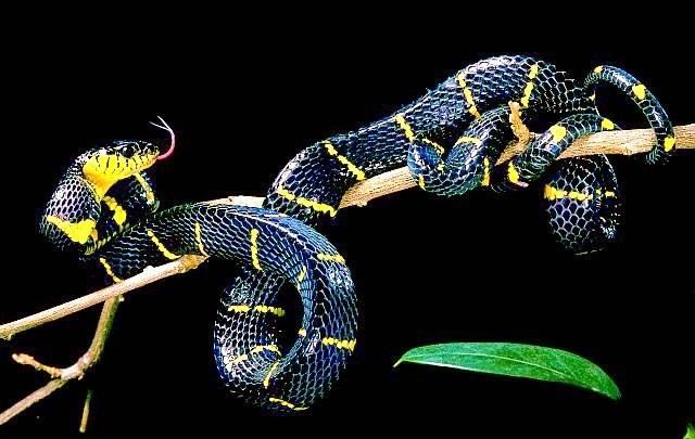 Mangrove snake.jpg