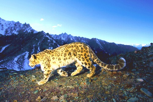 Snow leopard.jpg