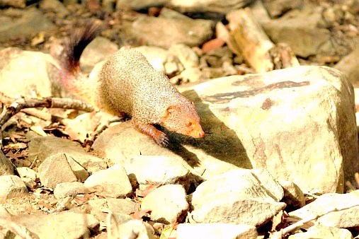 Indian grey mongoose.jpg
