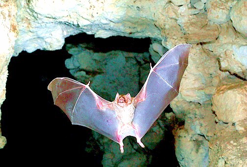 Common vampire bat.jpg