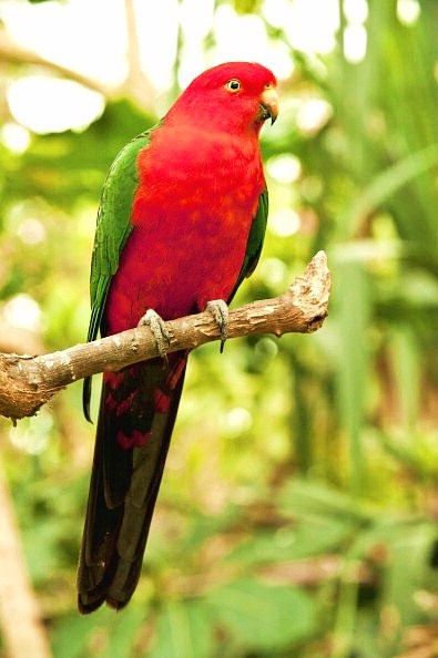 Australian king parrot.jpg