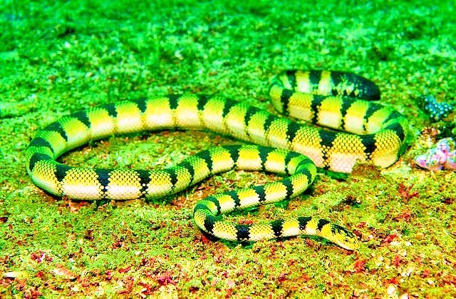 Yellow sea snake.jpg
