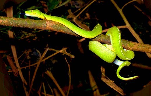Green tree python.jpg