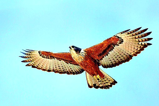 Rufous-bellied eagle.jpg