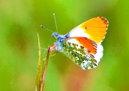 Orange-tip butterfly.jpg