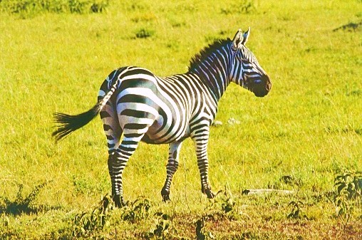 Plains zebra.jpg