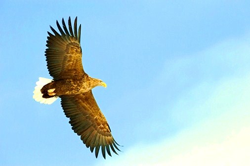 White-tailed eagle.jpg