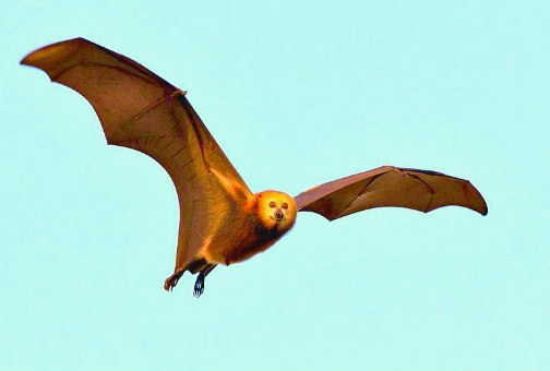 Mauritian flying fox.jpg