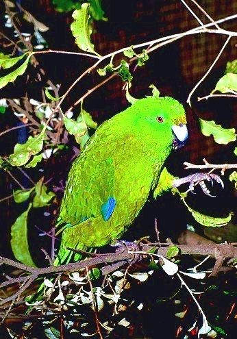 Antipodes Island parakeet.jpg