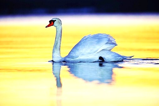 Mute swan.jpg
