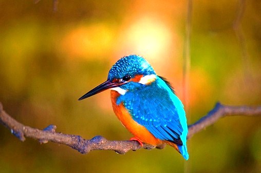 Eurasian kingfisher.jpg